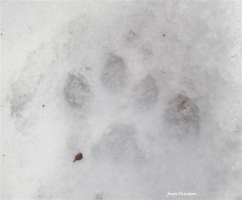 Bobcat Tracks and Trail Patterns - Winterberry Wildlife