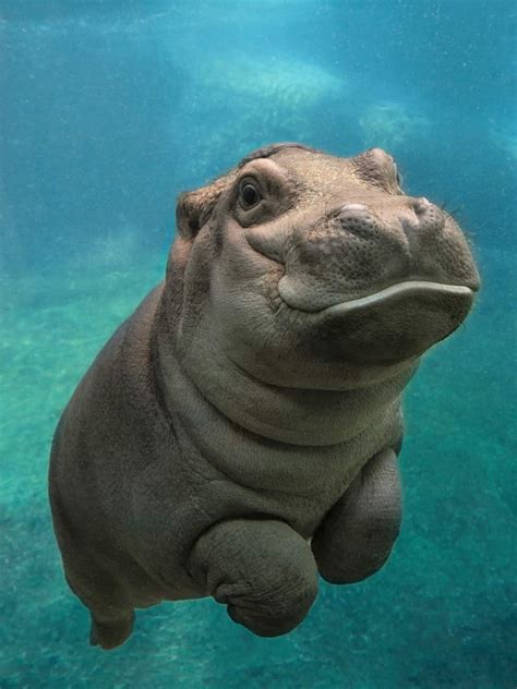 This happy baby hippo | Cute Animal Pictures | POPSUGAR Pets Photo 24