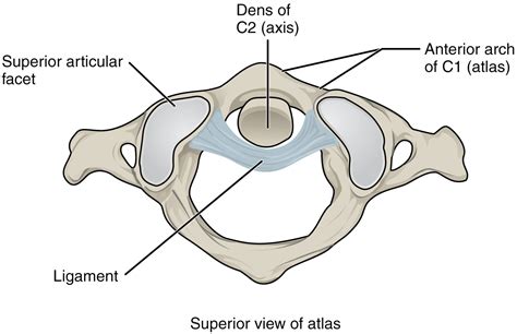 Anatomy of Selected Synovial Joints · Anatomy and Physiology