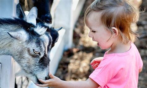 Save on Petting Farm Fun at Hunt Club Farm! - MyActiveChild.com