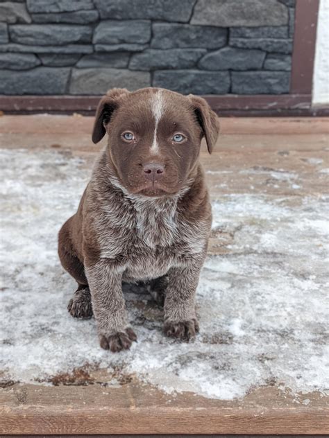 This is Casey, our Blue Heeler x Labrador. : r/aww