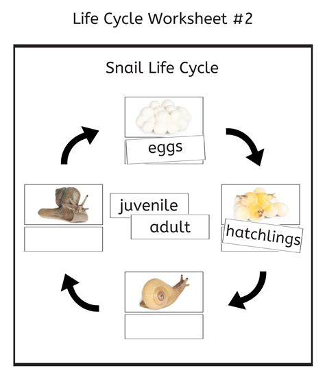 Snail Life Cycle 3-part Cards & Worksheets PDF / Montessori Biology Materials, Downloadable PDF ...