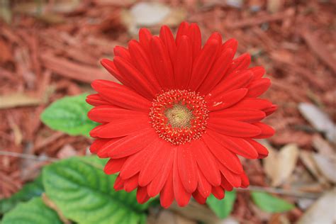 File:Gerbera Daisy Flower Digon3.JPG - Wikimedia Commons