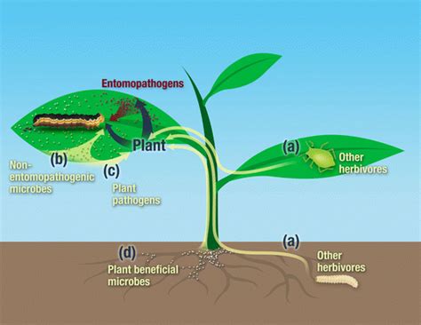 The tritrophic interactions between plants, insect herbivores and... | Download Scientific Diagram