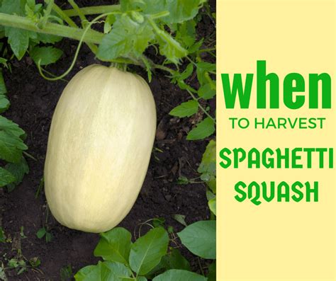 When To Harvest Spaghetti Squash - Properly Rooted