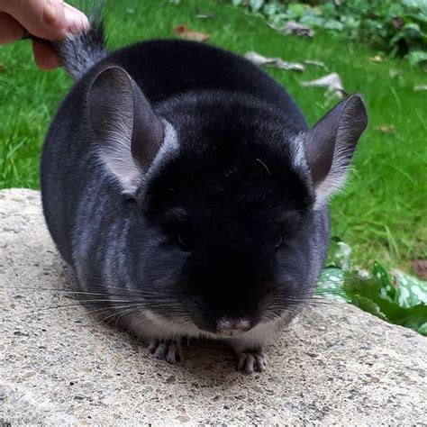 Black velvet carrying violet female kit born in May #chinchilla | Small ...