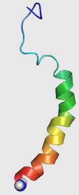 Neuropeptide Y - Wikipedia