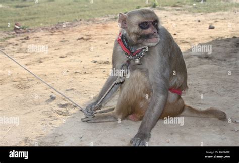 Street monkey tricks High Resolution Stock Photography and Images - Alamy