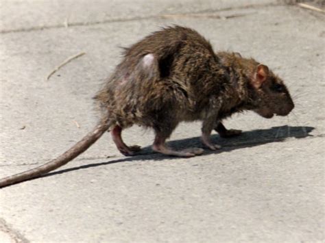 Chicago Named Rattiest U.S. City, Despite Efforts to Lose This Rat Race ...