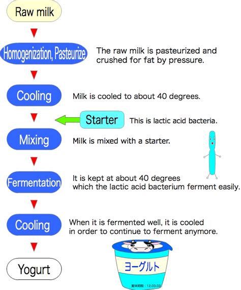 Lactic Acid Fermentation Yogurt