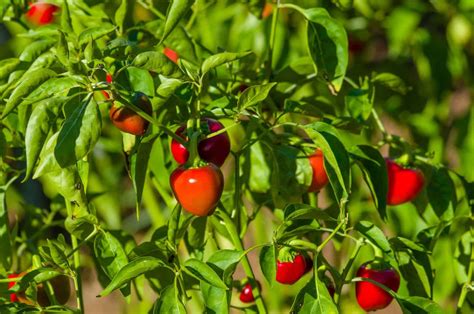 25 Best Types Of Pepper Plants To Grow In A Vegetable Garden