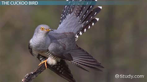 Cuckoo Bird | Nests, Habitat & Facts - Lesson | Study.com