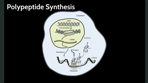 Polypeptide synthesis by Declan Riordan on Prezi