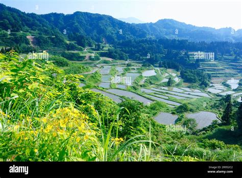 Rice terraces of Hoshitoge Stock Photo - Alamy