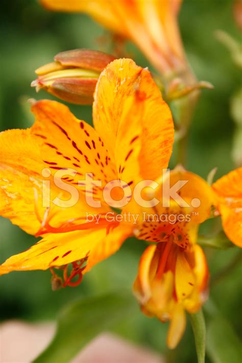 Orange Tiger Lily Stock Photo | Royalty-Free | FreeImages