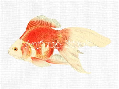 Goldfish Painting Ryukin Goldfish Japanese Fish Digital - Etsy