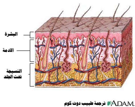 صور طبقات الجلد