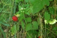 Ripe Strawberries On The Vine Free Stock Photo - Public Domain Pictures