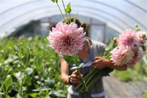 Dahlias at the Floret Flower Farm