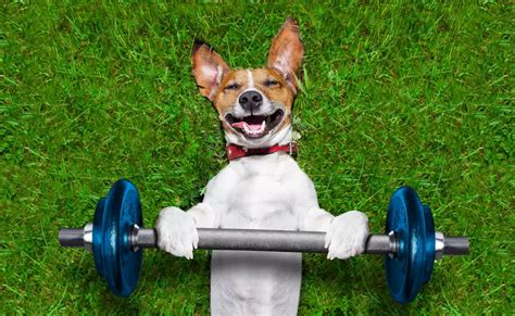 Does Your Dog Get Enough Exercise?, Dog Psychology 101