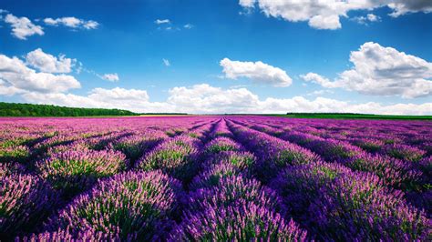 Lavender Fields, Provence, Provence - Book Tickets & Tours