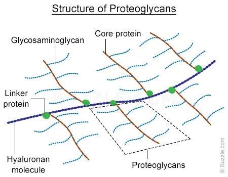 A Concise Overview: Structure and Functions of Proteoglycans | Structure and function ...