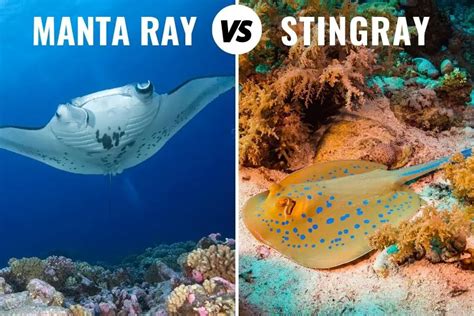 Manta Ray Vs Stingray: How To Tell Them Apart (+ Pictures)