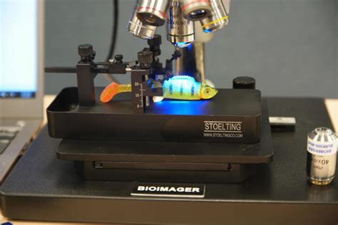 In Vivo Imaging | Bioimager