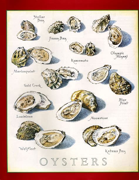 cook's illustrated back covers | Oysters, Cooks illustrated, Food art