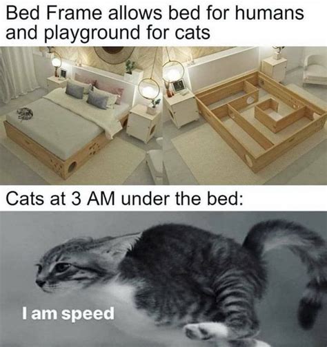 Bed Frame allows bed for humans and playground for cats Cats at 3 AM ...