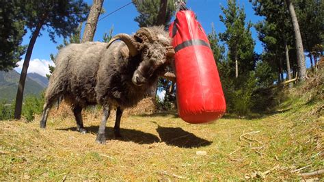 Angry Ram Gets Really Annoyed With a Persistent Punching Bag That Keeps Hitting Him Back