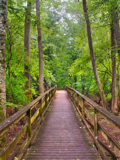 Things to do in Congaree National Park | National Park Adventures