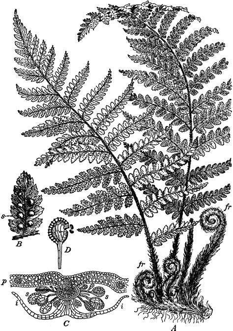 Fern Spore Plant | ClipArt ETC