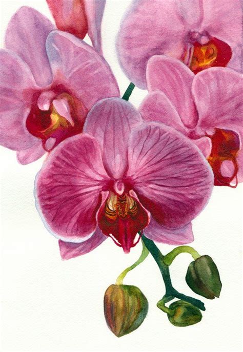 Orchid Painting in Watercolor for the book but.... Orchids Painting, Floral Painting ...