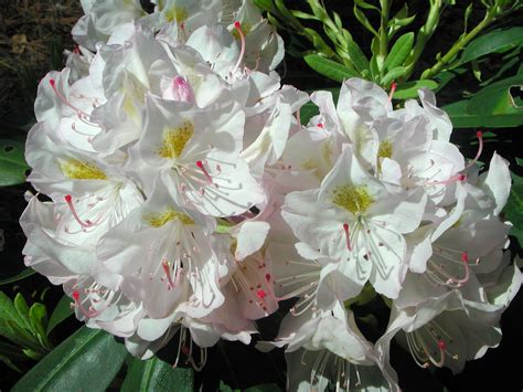 White Flowers of Catawba Rhododendron | Nature Photo Gallery