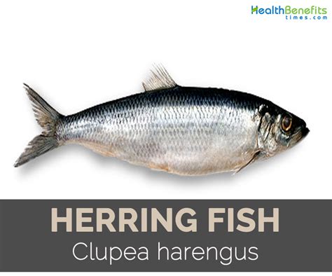 Herring fish Facts, Health Benefits and Nutritional Value