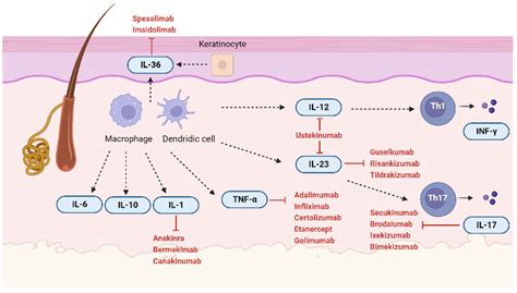 IJMS | Free Full-Text | New Insight into the Molecular Pathomechanism and Immunomodulatory ...