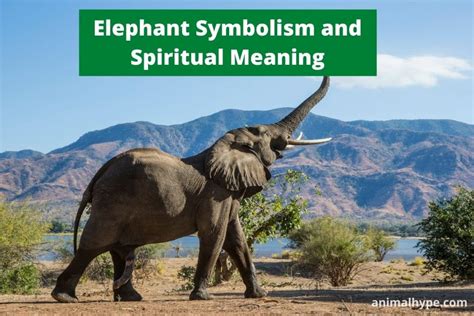 Elephant Symbolism and Meaning (Totem, Spirit and Omens) - Animal Hype