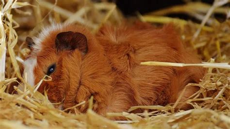 When Do Guinea Pigs Sleep? | Information and Facts - Guinea Pig Tube