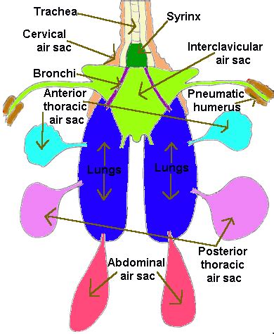 Bird Respiration, Air Sacs & Lungs: How A Bird Breathes Explained