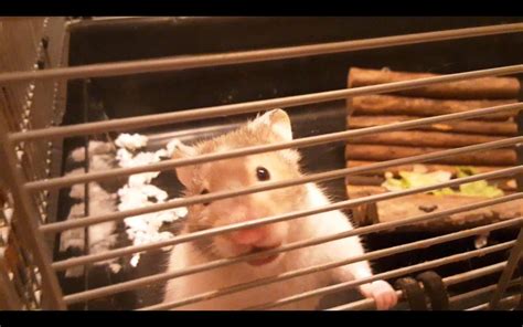 Cage Cleaning! | Hamsters! Amino