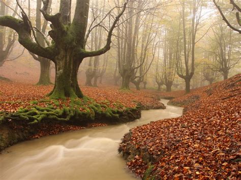 20 beautiful forests around the world that show the power of Mother Nature | Beautiful forest ...