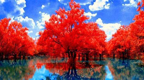 Red Autumn Trees With Reflection On Lake During Daytime Under Cloudy Blue Sky HD Nature ...