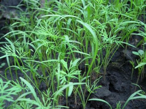 Growing Dill - Planting, Storing and Harvesting Dill Weed