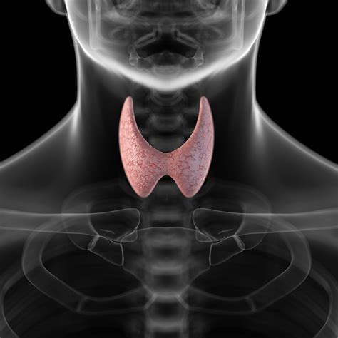 How the Thyroid Gland Functions