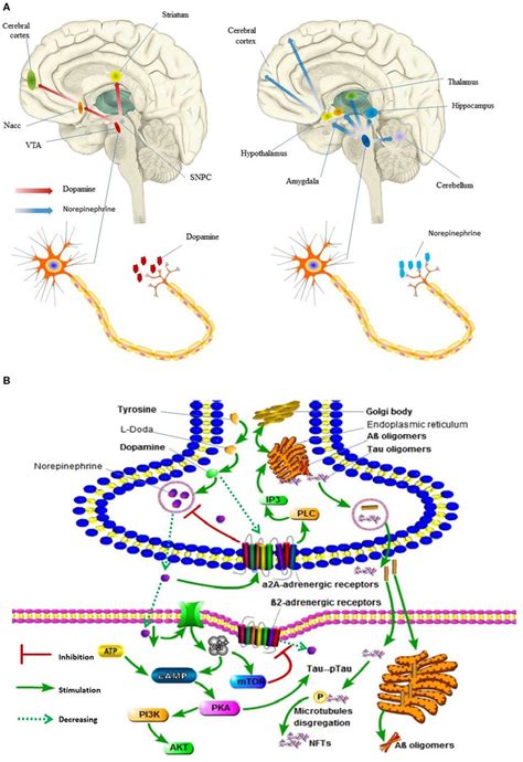 Dopamine Pathways In Human Brain