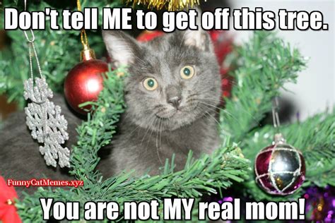 Funny Cat In Christmas Tree! - Funny Cat Christmas MEME