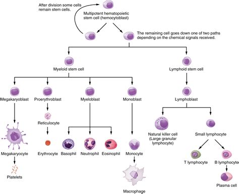 human biology - What's the difference between tumor cells and host cells? - Biology Stack Exchange