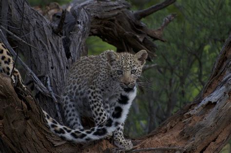 Leopard Cub playing with Mothers Tail - Cats For Africa