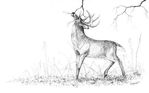 Deer Pencil Drawing at GetDrawings | Free download